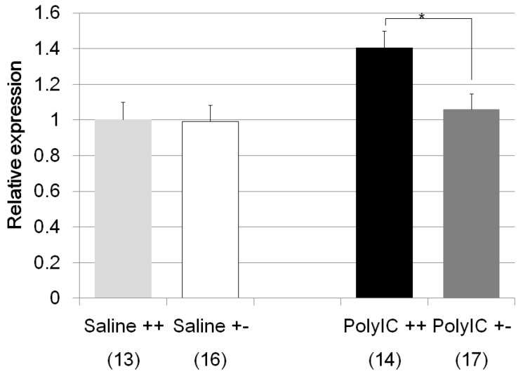 Analysis of the Fkbp5 gene expression in the hippocampus after Poly I:C treatment. The vertical axis shows the relative Fkbp5 expression level after Poly I:C or saline treatments for each genotype group (in comparison to saline treated wild type mice). Light gray bar indicates the wild type saline treated mice, white bar represents the heterozygote saline treated mice, black bar represents the wild type Poly I:C treated mice, and dark gray bar represents the heterozygote Poly I:C treated mice. Number of subjects in each group is shown in parenthesis. * Significant difference between the genotypes when the mice were treated with Poly I:C (p = 0.01).