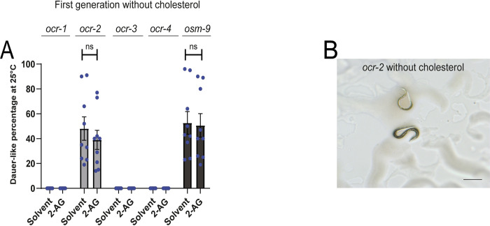 ocr-2 and osm-9 are required for 2-AG-dependent cholesterol mobilization.(A) Worms were grown in media with 0 μg/ml of cholesterol during one generation at 25°C. All values are from n = 3 independent experiments shown as Mean ± SEM. ns = not significant. (B) ocr-2 undergoes dauer-like formation in the first generation when grown at 25°C in cholesterol-free medium. The black straight line represents 0.25mm.