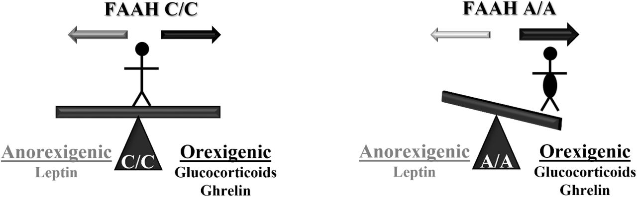 Working model of how the FAAH C385 polymorphism influences individual susceptibility to body weight gain.Individuals with the FAAH C/C genotype are able to respond to anorexigenic and orexigenic signals based on their metabolic needs. However, the FAAH A/A genotype shifts responses to feeding cues, sensitizing individuals to orexigenic signals, favoring weight gain, and desensitizing individuals to weight loss.