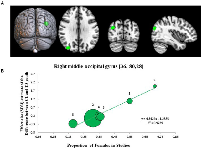 Meta-regression results showing associations between proportion of females in studies with gray matter differences between cannabis using and typically developing youth. Sex-related meta-regression results. (A) Meta-regression results (CU > TD youth) showing associations between proportion of females in studies and gray matter differences between CU and TD youth shown in green. All results thresholded at p < 0.005. (B) Associations between sex and gray matter differences in the right middle occipital gyrus (162 voxels, SDM-Z = 3.953) (shown in green). Effect sizes (SDM-estimates) used to create the meta-regression plots were extracted from the peak of maximum slope significance. The meta-regression SDM-estimate value is derived from the proportion of studies that reported gray matter changes near the voxel so it is expected that some values are at 0 or near +/– 1. Each included study is represented as a numbered dot, with the dot size reflecting relative total sample size of each specific study in comparison to the average total sample size of all six studies included in the regression. Study key: 1 = Gilman et al. (39); 2 = Thayer et al. (41); 3 = Weiland et al. (11); 4 = Orr et al. (12); 5 = Cousijn et al. (40); 6 = Jarvis et al. (42).