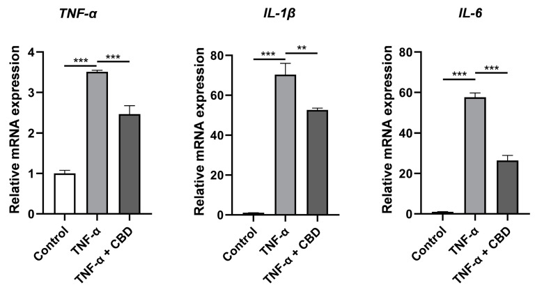CBD alleviates TNF-α upregulated expression of inflammatory cytokines in DPSCs. Significant effect of the treatment compared to the control group, ** p < 0.01 and *** p < 0.001.