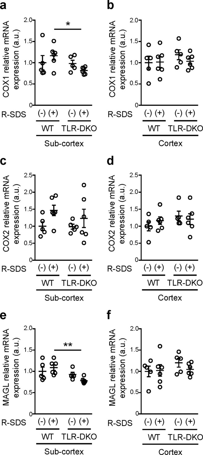 TLR2/4 are involved in the expression of COX1 and MAGL after repeated social defeat stress in subcortical tissues. The relative mRNA expression levels of COX1 (a,b), COX2 (c,d) and MAGL (e,f) in subcortical (a,c,e) and cortical (b,d,f) tissues of wild-type (WT) and TLR2/4 double knockout (TLR-DKO) mice with or without repeated SDS (R-SDS). *P < 0.05, **P < 0.01 for Bonferroni’s multiple comparisons test. Data are shown as means ± SEM.