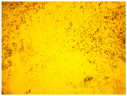 gels-10-00816-i006.jpg