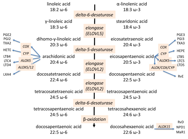 Omega-3/omega-6 PUFA pathways and their bioactive lipid metabolites.