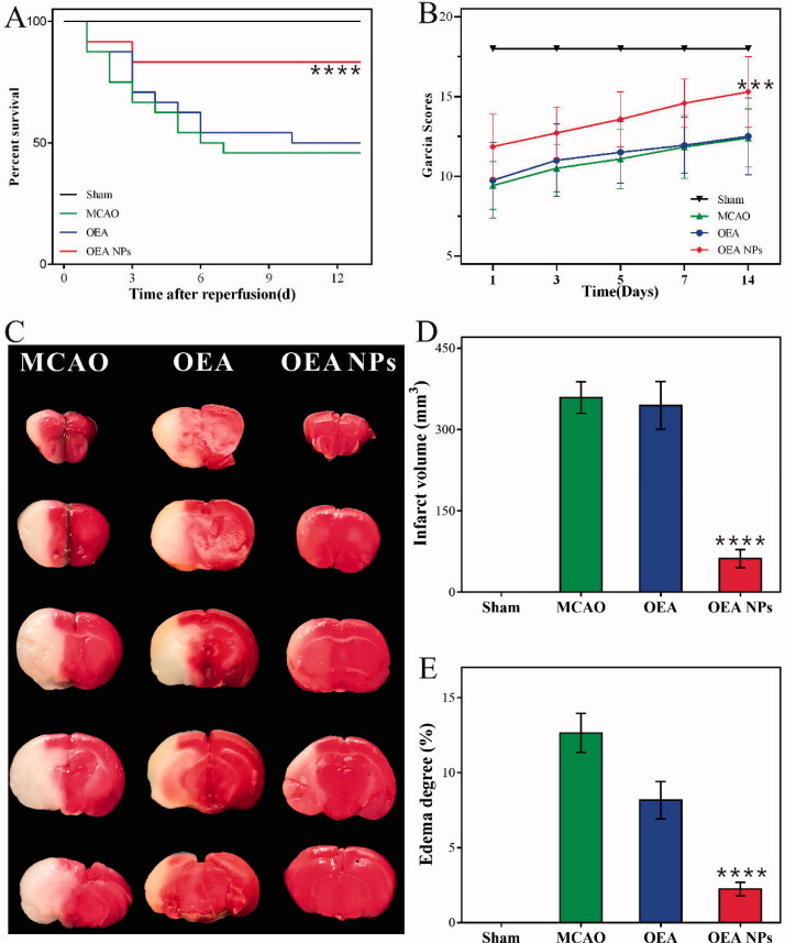 Therapeutic effects of the indicated formulations (0.9% NaCl (Sham), 0.9% NaCl (MCAO), OEA, and OEA NPs, [OEA] = 1.5 mg/kg) on cerebral damage after MCAO in rats. The survival rate (A) and the Garcia scores (B) of the rats administrated with the indicated formulations. The photos of the TTC-stained brain slices from the MCAO rats (24 h post-reperfusion) administrated with the indicated formulations (C) and the statistical data of the cerebral infarct volume (D), and the cerebral edema (E). ***p < .001, ****p < .0001, compared to MCAO group).