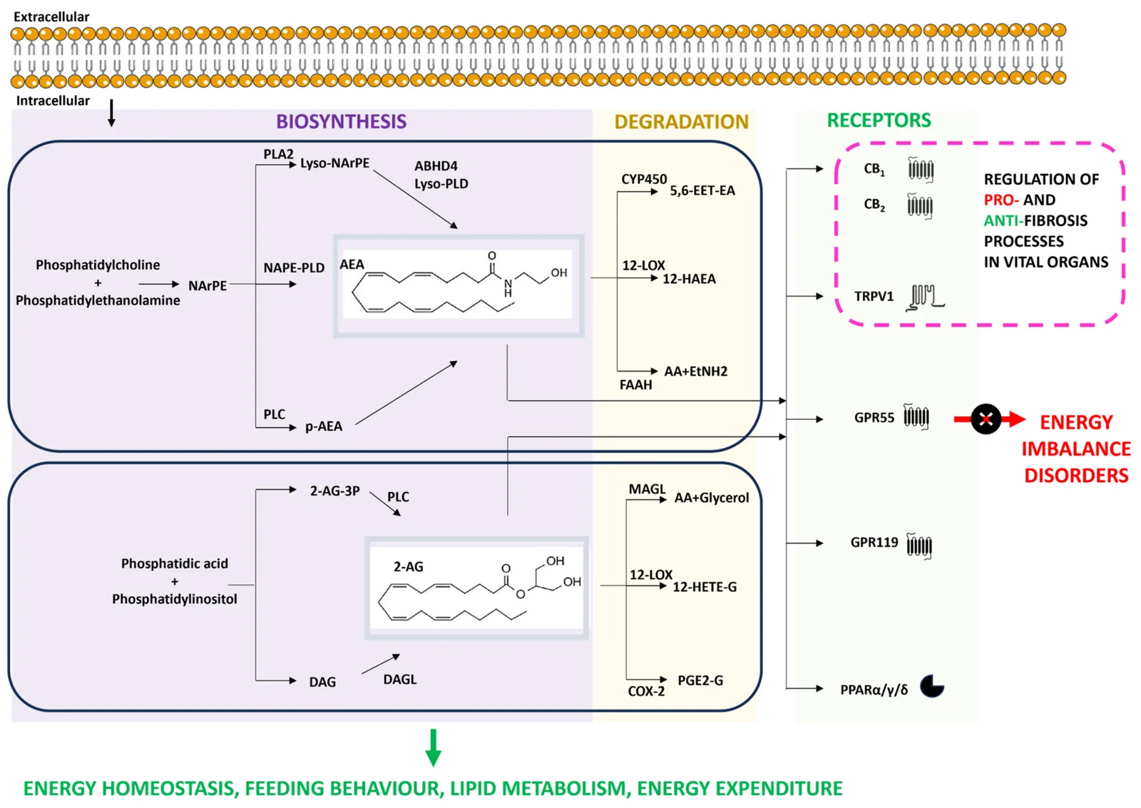 Metabolic pathways and known receptors of endocannabinoids (eCBs) and their role in energy homeostasis and fibrosis. The figure reports the major biosynthetic and degradative pathways, along with known receptors, of the two main eCBs: AEA and 2-AG. eCBs metabolism is essential to maintain homeostatic energy metabolism, storage, and expenditure (indicated by green arrows), and impairment of signaling cascades can lead to energy imbalance disorders (indicated by red arrows crossed by an “×”).