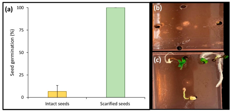 Effect of scarification on in vitro seed germination of cannabis after one week; (a) intact seeds vs. scarified seeds, (b) intact seeds, and (c) scarified seeds.