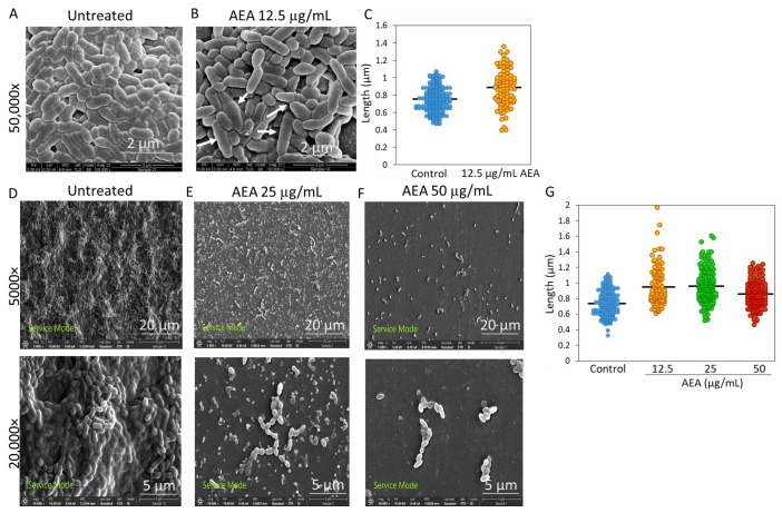 AEA alters the cell length and morphology of S. mutans. (A,B) HR-SEM images (×50,000) of control bacteria (A) and bacteria treated with AEA (12.5 µg/mL) (B) for 2 h in planktonic growth conditions. The white arrows point to dysmorphic, swollen and/or elongated bacteria. (C) The lengths of the planktonic growing bacteria. n= 200–220. The black lines represent the average lengths. (D–F) HR-SEM images (×5000 and ×20,000) of biofilms formed over 24 h in the absence (D) or presence of 25 µg/mL (E) or 50 µg/mL (F) AEA. (G) The lengths of the biofilm growing bacteria in the control, 12.5, 25 and 50 µg/mL AEA-treated samples. n= 120–220. The black lines represent the average lengths. The images are representative of three independent experiments.