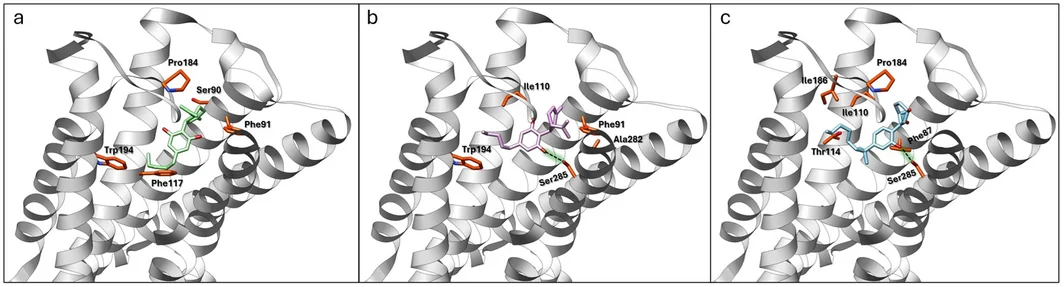 Top energetically favorable 3D binding poses of (−)‐CBD (a), (+)‐CBD (b), and CP55940 (c) inside the CB2 receptor pocket. Some key surrounding amino acids stabilizing the interaction of the CB2 receptor with the ligand are highlighted in orange. H‐bonds between Ser285 and ligands are shown by dashed black lines in b and c. Some residues are omitted for clarity.
