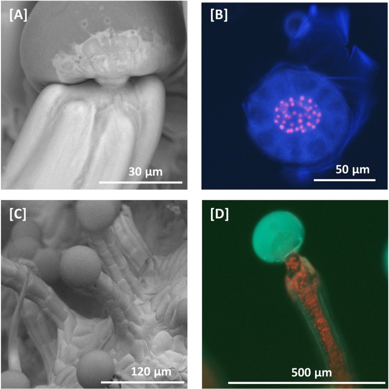 Scanning electron microscopy and fluorescent microscopy of C. sativa trichomes.[A] SEM micrograph of a capitate stalked glandular trichome. Glandular trichome heads are morphologically distinct from the associated multicellular stalk. Glandular trichome heads are attached to multi-cellular stalks by a narrow constriction of the stalk. [B] Fluorescent microscopy image of a glandular trichome head showing the stipe cells (red fluorescence) that subtend the discoid layer of disc cells (no red fluorescence) at 400–440 nm excitation. Remnants of the ruptured cuticular layer covering the glandular cavity are also visible. Chlorophyll autofluorescence in red. [C] SEM micrograph of capitate stalked glandular trichomes, showing apparent continuity between epidermal layer and stalk. [D] Fluorescent microscopy image of capitate stalked glandular trichome at 400–440 nm excitation with gland intact. Secondary metabolites in the glandular trichome head fluoresce blue when excited, while chlorophyll in chloroplasts in the stalk fluoresce red.