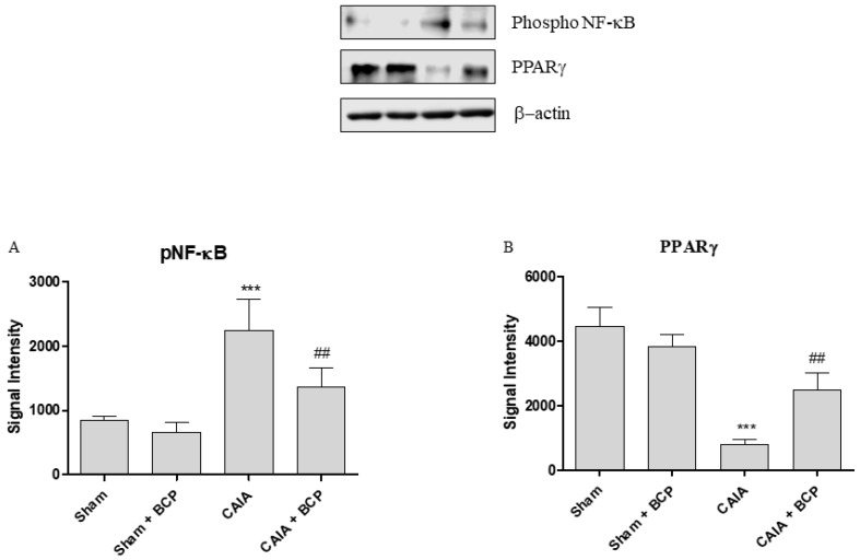 The graphs represent Western blot results of NF-ĸB (A) and PPARγ (B) protein expression from joints. Data are expressed as means ± SD. *** p < 0.0001 vs. Sham and Sham + BCP; ## p < 0.001 vs. CAIA.