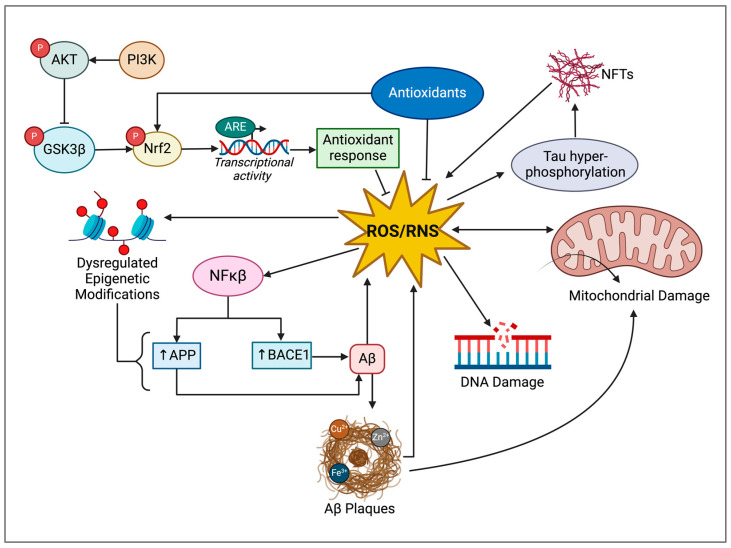 Schematic representation of the role of reactive oxygen and reactive nitrogen species, which are known oxidative stressors, in AD [80,85,86,100,109,110,111,112]. ROS: reactive oxygen species; RNS: reactive nitrogen species; PI3k: phosphoinositide 3-kinase; AKT: protein kinase B; GSK3β: glycogen synthase kinase 3 beta; Nrf2: nuclear factor erythroid 2-related factor 2; ARE: antioxidant response element; NF-κB: nuclear factor κ-light-chain-enhancer of activated B cells APP: amyloid precursor protein; BACE1: beta-secretase 1; Aβ: amyloid-beta; NFTs: neurofibrillary tangles. Created using BioRender.com.