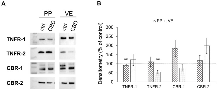 Quantitative analysis of TNF and Cannabinoid receptor expression after 6 h of incubation with 40 µM of CBD in Peyer’s Patch (PP) and villus epithelium (VE). (A) Western blots of TNFR-1, TNFR-2, CBR-1, and CBR-2 and (B) Densitometry (Kruskal–Wallis test, ** p < 0.01; n = 4–7). The CBD-treated group is compared to respective controls set to 100%, shown as the dotted line.