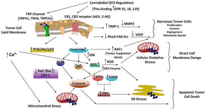 Schematic representation of cell signaling pathways associated with CBD induced CC cell death via ECS regulation.