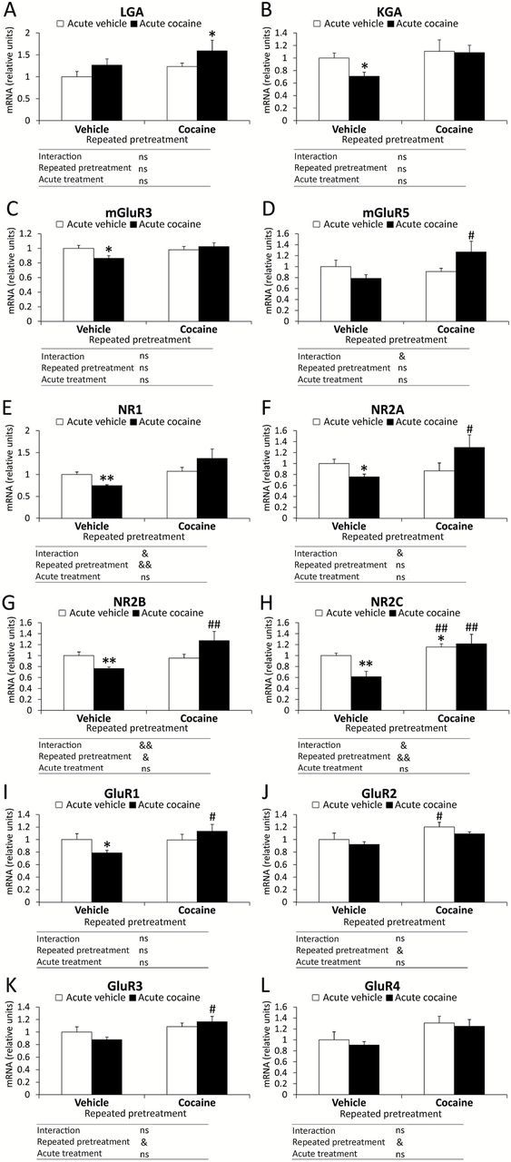 Effects of cocaine-induced sensitization on the gene expression of the glutamatergic signaling-related components in the mouse PFC. Relative mRNA levels of the glutamate signaling system were evaluated following a repeated pretreatment (vehicle or cocaine) and acute treatment (vehicle or cocaine): (A) LGA; (B) KGA; (C) mGluR3; (D) mGluR5; (E) NR1; (F) NR2A; (G) NR2B; (H) NR2C; (I) GluR1; (J) GluR2; (K) GluR3; and (L) GluR4. Bars represent the mean + SEM (n = 8). Two-way ANOVA: & p < 0.05 and && p < 0.01. Post hoc analysis: *p < 0.05 and **p < 0.01 versus the vehicle-vehicle group; # p < 0.05 and ## p < 0.01 versus the vehicle-cocaine group. ns: non-significant.