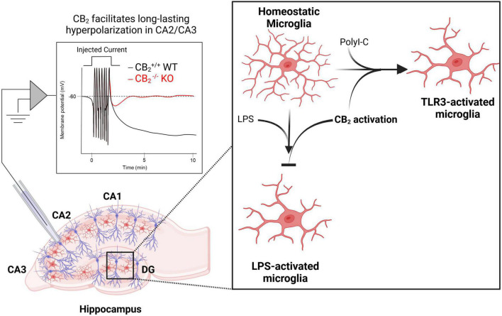 CB2 regulates normal hippocampal functions related to neuronal plasticity, excitability, and inflammation. Activation of CB2 receptors facilitates long-lasting hyperpolarization in CA2/CA3 pyramidal cells [left; adapted from Stempel et al. (2016)]. CB2 receptors also play key roles in regulating inflammation as activation of CB2 receptors both prevents lipopolysaccharide (LPS)-induced microglia activation and is required for toll-like receptor (TLR)-induced microglia activation (right).