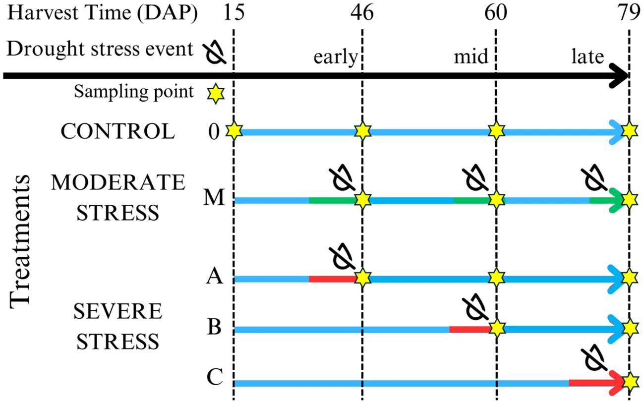 Diagram illustrating drought stress events and sampling points in an experiment with three treatments: control, moderate stress, and severe stress, across four harvest times labeled as 15, 46, 60, and 79 days after planting. Yellow stars represent sampling points, blue lines represent treatment duration, and green and red segments indicate periods of moderate and severe stress, respectively, with arrows indicating progression.