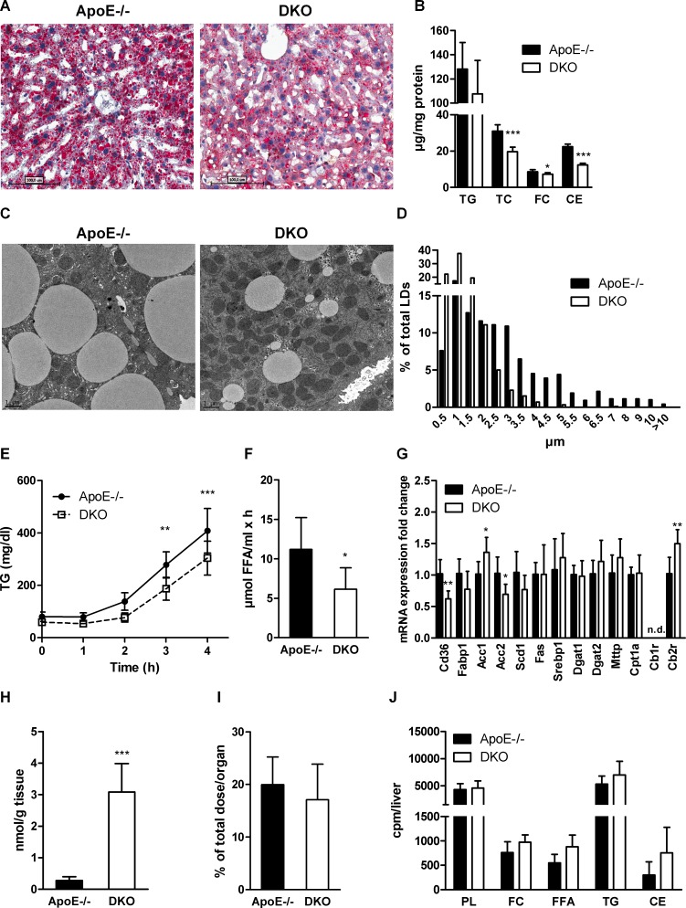 Reduced hepatic steatosis and VLDL secretion in DKO mice(A) Oil red O staining (20× magnification), (B) biochemical quantification of TG, TC, FC, and CE concentrations (n = 6−8), (C) electron micrographs, and (D) lipid droplet diameters in livers of 12 h-fasted ApoE−/− and DKO mice. (E) VLDL secretion of 16 h-fasted mice after tyloxapol injection (n = 5–6). (F) LPL activity in post-heparinized plasma (n = 6−8). (G) mRNA expression analyzed in duplicate by real-time PCR and normalized to cyclophilin A expression as reference gene. Expression profiles and associated statistical parameters were determined by the 2−ΔΔCt method (n = 5–7). (H) Hepatic 2-AG concentrations measured after 14 weeks of WTD feeding by UPLC-MS (n = 7). (I) Hepatic radioactivity content after i.v. injection of [3H]OA-BSA (n = 4–5). (J) Hepatic incorporation of i.p. injected [14C]acetate into lipid classes after TLC separation (n = 5–6). Data represent means ± SD; *p < 0.05, **p ≤ 0.01, ***p ≤ 0.001.
