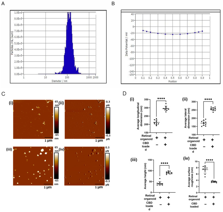 Topography of retinal organoid unloaded EVs and CBD-EVs. (A) Representative histogram showing the mean particle size distribution of CBD-EVs by NTA. (B) Zeta potential of CBD-EVs. (C) Atomic force microscopic images showing the height (i,iii) and peak force error (ii,iv) of non-loaded and CBD-EVs. (D) Quantification of unloaded EVs (retinal organoid EVs) and CBD-EVs (CBD-loaded EVs) showing average longitudinal dimension (i), average lateral dimension (ii), average height (iii), and average surface roughness (iv). **** p < 0.0001. Scale bar: 1 µm. The color scale represents variations in peak force error and surface texture of particles.