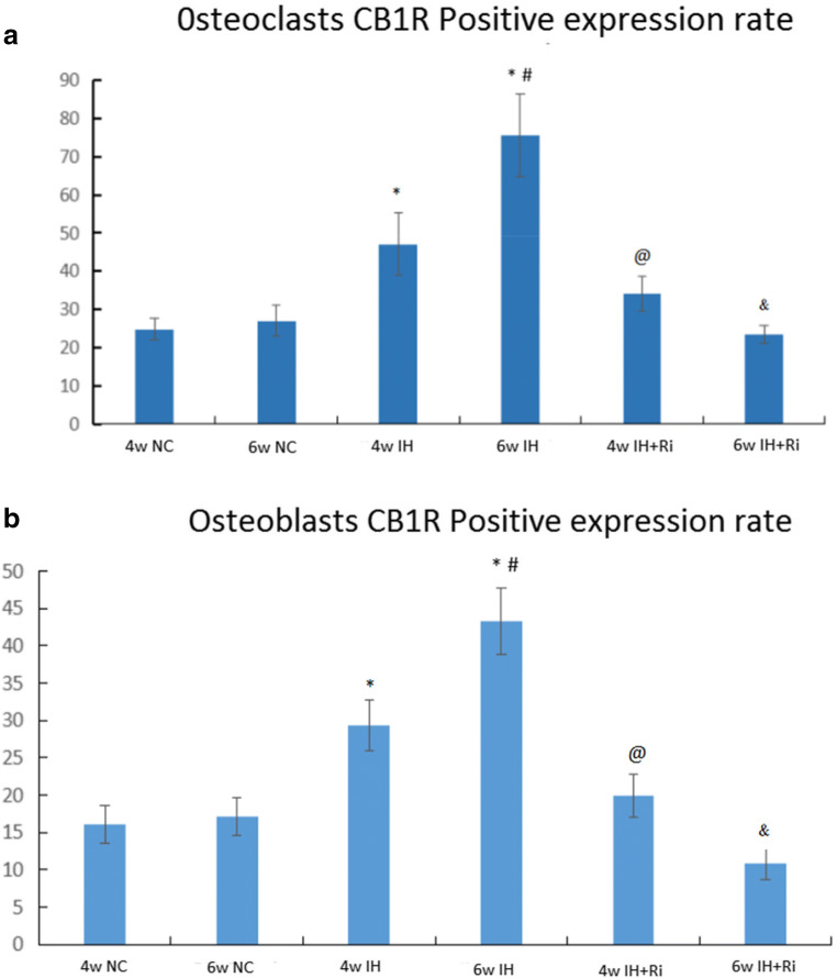 Positive expression rate of CB1 receptor in osteoclasts (a) and osteoblasts (b) of rats in each group. *IH group compared with NC group, P < 0.001; #6w IH group compared with 4w IH group, P < 0.001; @ 4w IH group compared with 4w IH + Ri group, P < 0.001;& 6w IH group compared with 6w IH + Ri group, P < 0.001