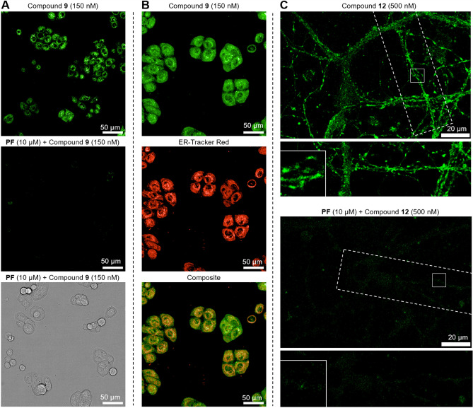 Fluorescence microscopy applications of fluorescent MAGL probes 9 and 12. A) HT‐29 cells are stained with probe 9 (150 nM), with and without preincubation of 10 μM MAGL specific inhibitor PF‐06795071 (PF), showing specific MAGL labeling. B) Compound 9 MAGL labeling colocalizes with ER‐Tracker Red (Invitrogen). Green spherical structures can be observed that do not correlate with ER‐tracker. C) Confocal images of the live dissociated primary hippocampal neuron culture at day‐in vitro 14–21. Cells were treated with 12 (0.5 μM) at 37 °C for 15 min; negative controls were treated with PF (10 μM) for 2 h prior to MAGL labeling. Neuronal processes (dashed line) and potential synapses (insets) are highlighted.