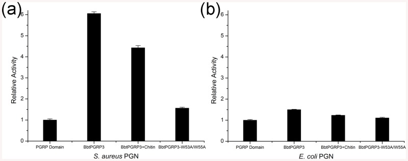 Cooperation of the N- and C-terminal domains of BbtPGRP3.Reactions containing RBB-labeled (a) S. aureus PGNs or (b) E. coli PGNs were incubated with 50 nM PGRP domain, BbtPGRP3 in the absence or presence of chitin and BbtPGRP3-W53A/W55A, respectively. Undigested PGNs were pelleted by centrifugation and the absorbance of the supernatants at 595 nm were determined. Results of activity are expressed as the folds to that of individual PGRP domain. The values are expressed as mean values ± SD of three independent experiments.