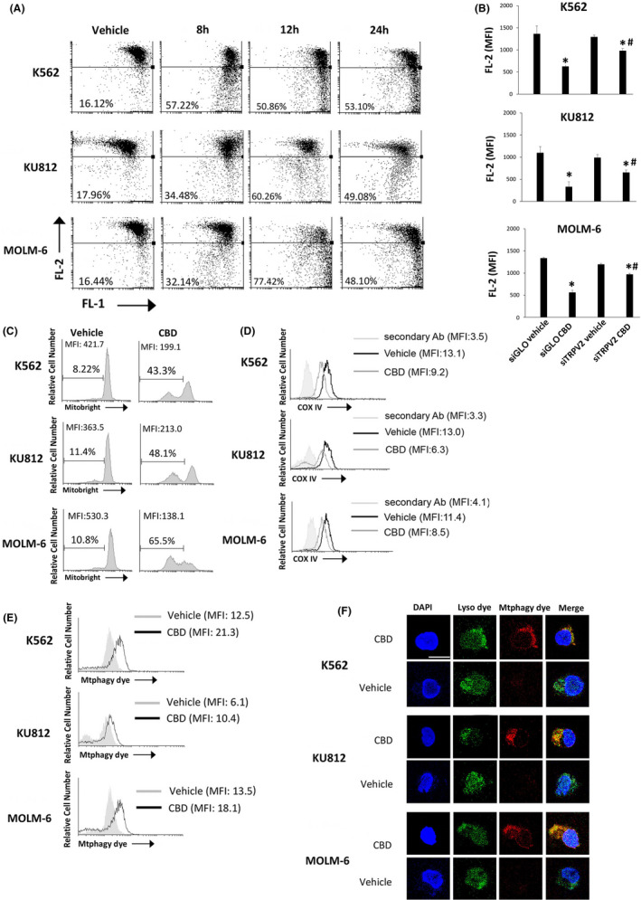CBD impairs mitochondria. A, ΔΨm changes on CBD‐treated CML cells by JC‐1 staining and FACS. Drop of ∆Ψm decreases the J‐aggregate (red fluorescence). Numbers = %cells showing drop of ΔΨm. Data are representative of three experiments. B, Drop of ∆Ψm evaluated by JC‐1 in siGLO and siTRPV2 cells treated with vehicle or CBD for 12 h. Data are the mean ± SD of three experiments *P < .05 vs vehicle; # P < .05 vs CBD‐treated siGLO cells. C, Cytofluorimetric analysis of CML cells treated with CBD at IC50 dose or with vehicle for 24 h and labeled with Mitobright. Histograms are representative of three experiments. D, COX IV expression in CML cells, treated for 24 h as above described, investigated by cytofluorimetry. Data are representative of three experiments. E, Mtphagy dye analysis in CML cells after 24 h of CBD treatment. Data are representative of three experiments. F, Confocal microscopy of CML cells treated as above described and stained with Mtphagy/Lyso dyes. Images are representative of three experiments. Bar: 20 µm