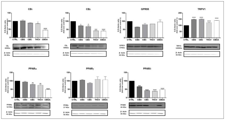 Protein expression of eCB-binding receptors (CB1, CB2, GPR55, TRPV1 and PPARα/γ/δ) following 24 h of treatment with half-IC50 amounts of: CBG, CBC, THCV and CBGA. Densitometric analyses of eCB-binding receptors immunoreactive bands were normalized to β-actin as the housekeeping protein and were presented as fold change over control (%). The data are the means ± SEM of three independent experiments (n = 3). Statistical analysis was performed using a one-way ANOVA test, followed by the Bonferroni post hoc test (* p < 0.05, ** p < 0.01, *** p < 0.001 and **** p < 0.0001 vs. control).