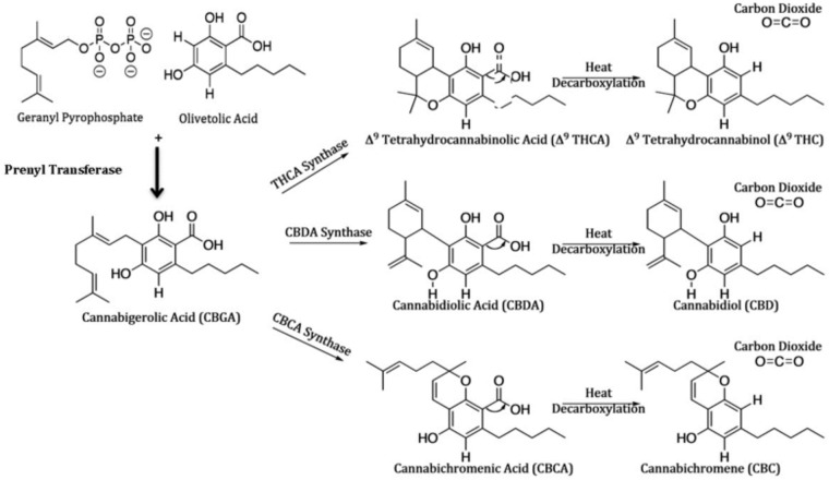 Biosynthetic schema for cannabinoids.This schema is derived from pathways reviewed in [2].
