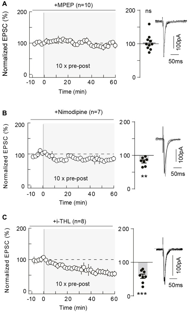10 pairings-tLTP relies on type-5 metabotropic glutamate receptor (mGluR5) and L-type voltage-sensitive calcium channel (VSCC) activation and involves postsynaptic 2-AG. (A) 10 pairings-tLTP is dependent on mGluR5 activation. Summary of experiments showing that tLTP expression was prevented by 2-Methyl-6-(phenylethynyl) pyridine (MPEP; n = 10 cells from 4 rats; ΔtSTDP = +13 ± 1 ms). (B) 10 pairings-tLTP is dependent on L-type VSCC activation. Summary of experiments showing that tLTP expression was prevented by nimodipine (n = 7 cells from 3 rats; ΔtSTDP = +11 ± 1 ms). (C) 10 pairings-tLTP is dependent on diacylglycerol lipase-α activity. Summary of experiments showing that tLTP expression was prevented by i-THL (n = 8 cells from 5 rats; ΔtSTDP = +14 ± 2 ms). Representative traces are the average of 15 EPSCs during baseline (black traces) and 50 min after STDP protocol (gray traces). Error bars represent SD. **p < 0.01; ***p < 0.005. ns, not significant.