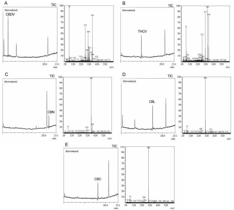 Average peak chromatograms and mass spectra of (A) cannabidivarin (CBDV), (B) tet-rahydrocannabivarin (THCV), (C) cannabinol (CBN), (D) cannabiciclol (CBL), and (E) canna-bichromene (CBC) derivatized cannabinoid standards.