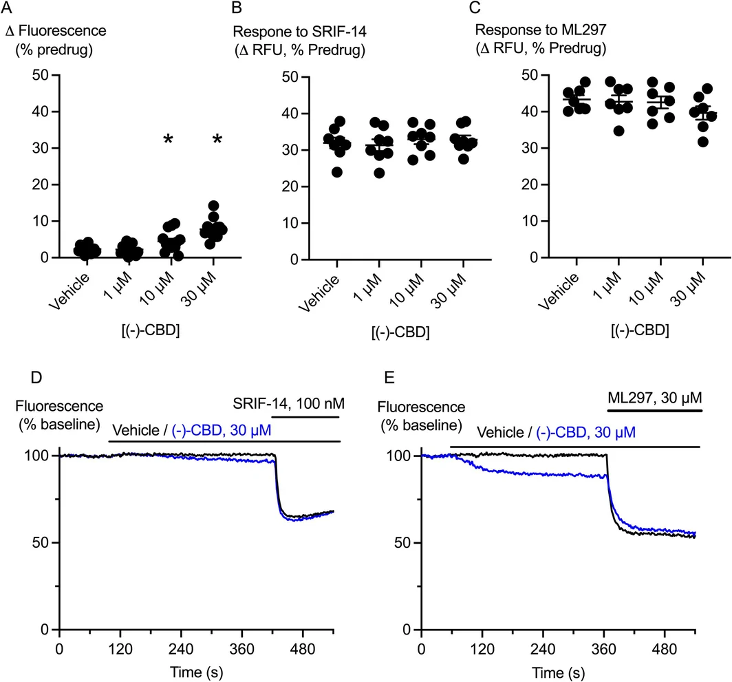 (−)‐CBD has distinct effects to (+)‐CBD in cells not expressing cannabinoid receptors. AtT20‐WT cells were incubated with (−)‐CBD for 5 min and then challenged with SRIF‐14 (100 nM) or the GIRK activator ML297 (30 μM). (A) A summary plot of the effects of (−)‐CBD alone on the fluorescence of AtT20‐WT cells, (−)‐CBD (10 μM, 30 μM) produced a significant (*) apparent hyperpolarization of the cells compared to vehicle (one‐way ANOVA, p = 0.0001, followed by Dunnett's test for multiple comparisons, n = 15). (B) (−)‐CBD did not inhibit the response of AtT20‐WT cells to SRIF‐14 (100 nM) (one‐way ANOVA, p = 0.8344, n = 8). (C) (−)‐CBD did not inhibit the response of AtT20‐WT cells to ML297 (30 μM) (one‐way ANOVA, p = 0.3869, n = 7). (D) Example traces showing the effect (−)‐CBD (30 μM) on SRIF‐14 responses. (E) Example traces showing the effect (−)‐CBD (30 μM) on ML297 responses.