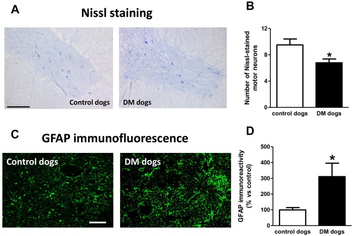 Nissl staining and glial activity in spinal cord sections of dogs with degenerative myelopathy (DM). Representative photomicrographs and quantification of Nissl staining (A,B) and GFAP immunofluorescence (C,D) in spinal cord sections (grey matter in the ventral horn at T7-T10) of DM-affected and age-matched control dogs. Values are expressed as means±s.e.m. for 6-7 animals per group. Data were analysed using the unpaired Student's t-test (*P<0.05 compared with control animals). Scale bars: 300 µm (A) and 200 µm (C).