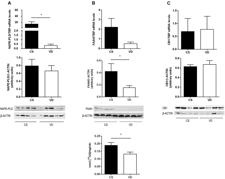Expression of endocannabinoid system in term placenta. (A) NAPE-PLD mRNA levels and protein content, (B) FAAH mRNA levels, protein content and enzymatic activity, and (C) CB1 mRNA levels and protein content, measured in CS and VD placentas. Representative immunoblots of protein content are shown in the lower panel (*P < 0.05, n = 4–5).