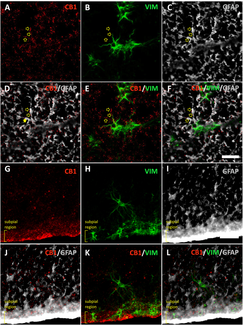 CB1 immunoreactivity can be found in astrocytes of other regions in the spinal cord.(A–F) CB1 is expressed in the processes of GFAP+ and Vim+ astrocytes (arrows) at the dorsolateral white matter. (G–I) A strong CB1 expression can be found in astrocytic processes at the subpial region. Scale bars: 25 μm.
