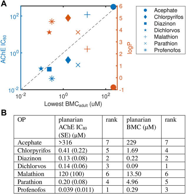 Levels of AChE inhibition is not correlated with phenotypic effects. (A) Comparison of OP potency (measured by the most sensitive BMCadult) to AChE inhibition (IC80, blue) and hydrophobicity (logP, orange). Raw data and fitted curves from the Ellman assays are shown in Supplementary Figure S6. For acephate, the IC80 was set to the highest test concentration since no inhibition was observed. The dashed line is provided as a visual tool to show when the IC80 equals the lowest BMCadult. Blue points above this line (malathion and dichlorvos) indicate the BMC was more sensitive than the IC80. (B) A comparison of the ranking of the potency of the 7 OPs using the planarian AChE IC80 and most sensitive BMCadult.