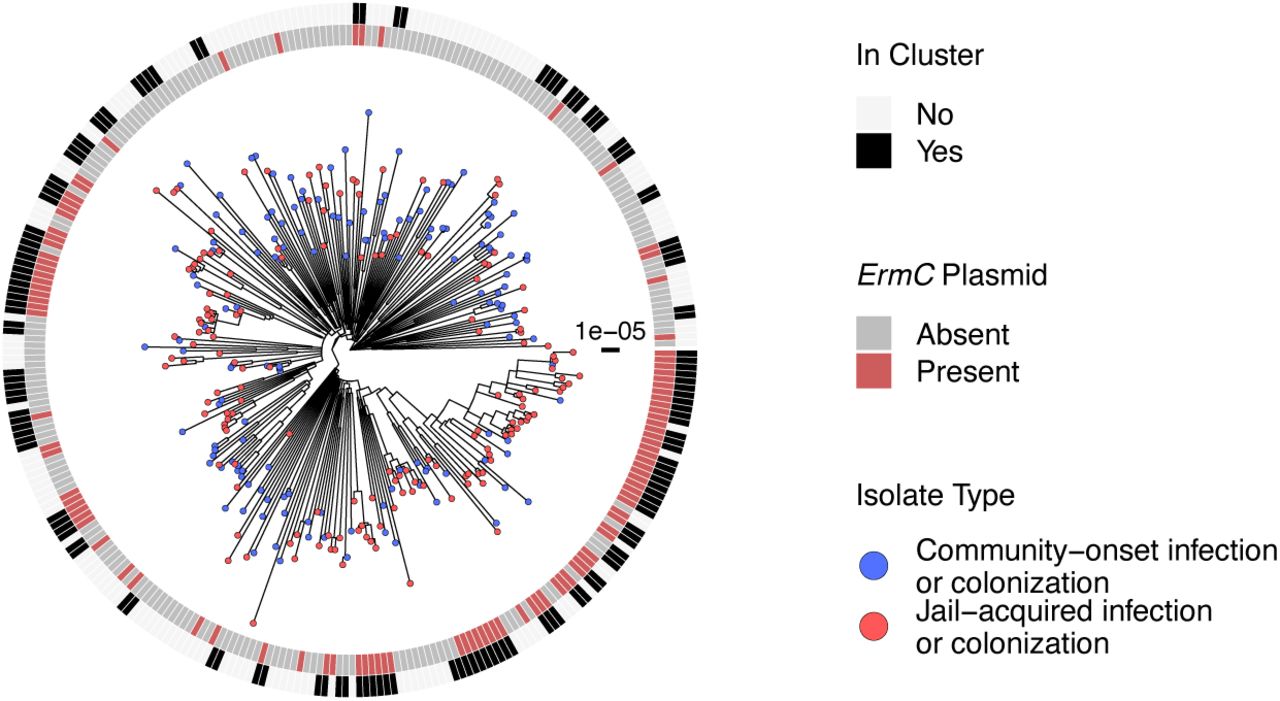 Phylogenetic tree of USA300 MRSA in Cook County Jail.Maximum likelihood phylogeny of jail USA300 samples created with IQTREE using core-genome variants and ultrafast bootstrap with 1000 replicates. Scale bar indicates substitutions per site. Tips designate if the isolate was acquired within the jail (MRSA colonization not observed at intake but observed at 30 days within jail or infection after 72 hours of entering jail, shown in red) or community (MRSA colonization positive at intake or infection within 72 hours of entering jail, shown in blue). Inner ring indicates the presence (red) or absence (grey) of the ermC-carrying plasmid. Outer ring indicates if the isolate is genetically related to any other isolate within 20 SNVs (black) or not (white).