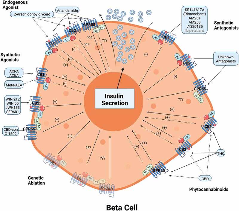 Schematic regulation of insulin secretion in pancreatic beta-cell through the effects of different natural agonists, synthetic agonists and antagonists on cannabinoid receptors, and their genetic deletion.