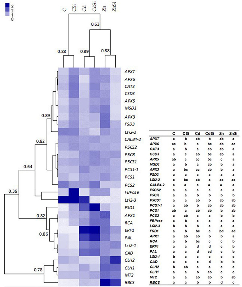 Heatmap hierarchical clustering showing the expression of genes assessed by quantitative reverse transcription PCR (RT-qPCR) in the leaves of hemp plants. Plants were exposed for 1 week to Cd (20 μM) or Zn (100 μM) in the presence or absence of Si (2 mM) (C: control plants not exposed to HM). Values represent normalized relative quantities (NRQs). For each group, the Pearson coefficient is provided. The table represents statistical analyses of the heatmap hierarchical clustering. The different letters indicate that the values are significantly different from each other (p < 0.05; Tukey’s HSD all-pairwise comparisons).