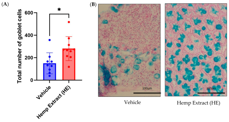 Hemp extract treatment increased goblet cell numbers. (A) The quantity of goblet cells is significantly higher in the HE-treated colitic mice compared to vehicle-treated. (B) Representative images (400×) of alcian blue stained colonic tissue from vehicle-treated and HE-treated mouse colon showing goblet cells (n = 10 mice/group, * p < 0.05).
