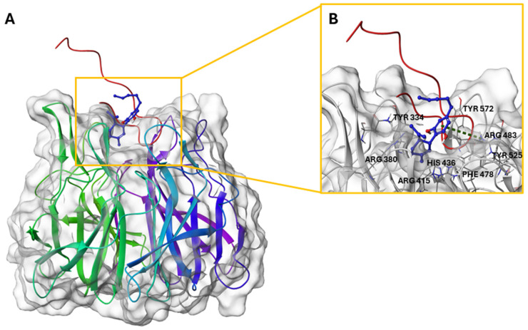 (A) Three-dimensional structure of Keap1-Nrf2 peptide (red loop) in complex with CBD. (B) Binding mode of CBD (colored by atom type: C blue, O red, polar H white). π-cation interaction is reported in green.
