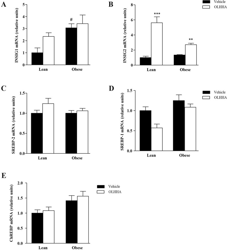 Effects of OLHHA on the mRNA expression of regulatory factors related to lipid metabolism in the liver of Zucker rats. Relative mRNA levels of INSIG1 (A), INSIG2 (B), SREBP1 (C), SREBP2 (D) and ChREBP (E) were determined in the lean and obese rats after a 15-day exposure to vehicle or OLHHA (5 mg kg−1, daily, i.p.). The bars are the means±s.e.m. (n=8 determinations per group). The data were analyzed using two-way ANOVA (treatment and genotype) and a post hoc test for multiple comparisons. #P<0.05 denotes significant difference compared with the vehicle-treated lean rats; **P<0.01 and ***P<0.001 denote significant differences compared with the corresponding vehicle-treated group.