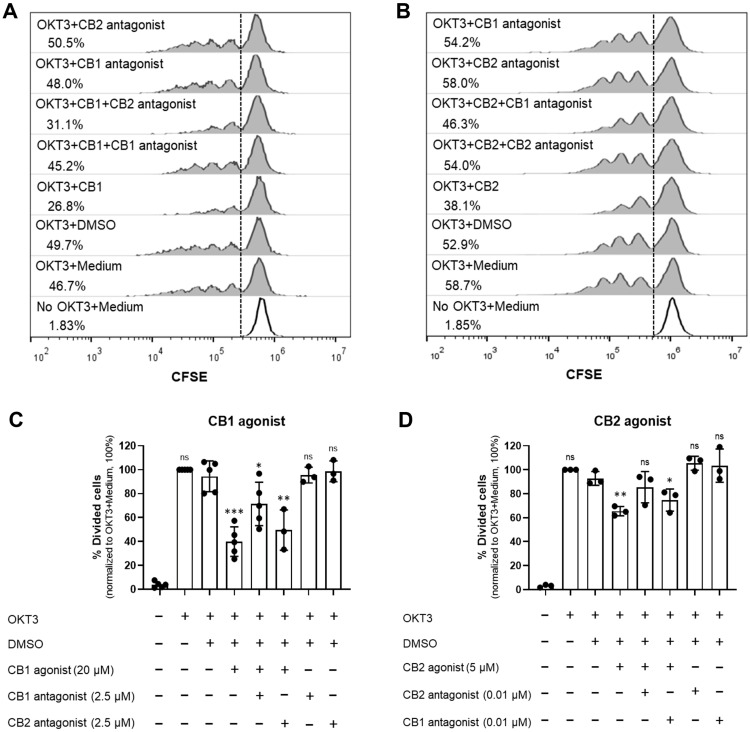 CB1 and CB2 agonists suppress T cell activation via their specific receptors. PBMCs were activated with anti-CD3 mAb (OKT3) or kept unstimulated (No OKT3) in the presence (+) or absence (−) of CB1 agonist (ACEA), CB2 agonist (GW833972A) or their antagonists (CB1 antagonist or CB2 antagonist) at the indicated concentrations or DMSO control (DMSO) at the relevant concentration for agonist plus antagonist. Histograms showing the percentage of divided cells in each condition provide the representative flow cytometric data of CB1 agonist (A) and CB2 agonist (B) treatment with their antagonists. The bar graphs show the percentage of divided cells under the indicated conditions of CB1 agonist treatment (n = 3 or n = 5) (C) and CB2 agonist treatment (n = 3) (D) as mean ± SD. A black dot represents individual datum. Each individual datum was normalized relative to its medium control (OKT3 + Medium) as 100%. We used unpaired t-test for comparison between DMSO control and each condition. * p < 0.05; ** p < 0.01; *** p < 0.001; ns = not statistically significant.