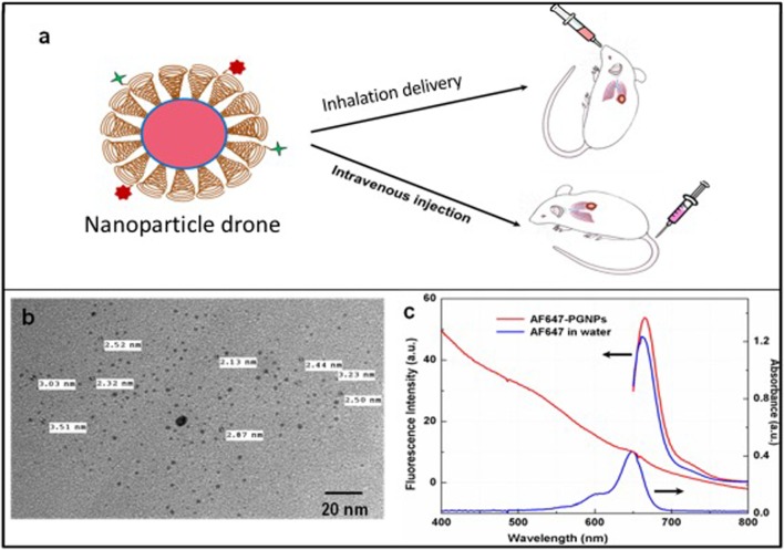 (A) Cartoon showing both intravenous and inhalation (INH) delivery of nanoparticle drones; (B) TEM image of lung tumor targeted with drones; (C) absorption spectra of drone technology uniquely customized for INH delivery to lung tumors.