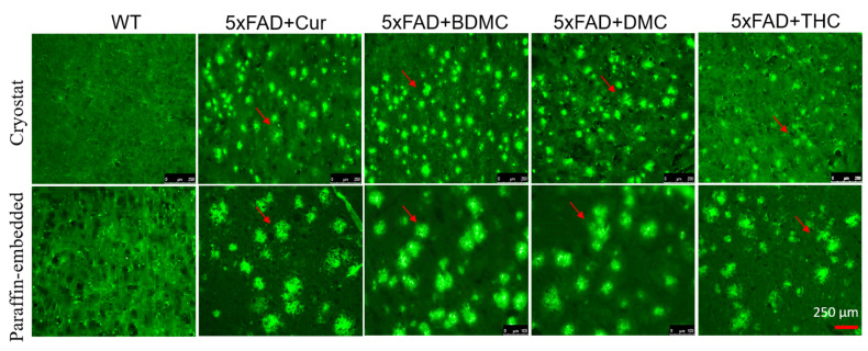 Curcumin/turmeric derivatives labeled Aβ plaques similar to Cur in vitro. 5× FAD brain tissue was sectioned by cryostat (40 µm) and paraffin embedded sections (5 µm) were stained with Cur, BDMC, DMC, THC and the images were taken under fluorescent microscope using appropriate excitation and emission filters. Note that all Cur derivatives labeled Aβ plaques in the cortical tissue of 5× FAD mice. Arrows indicate Aβ-plaques. Scale bar indicates 250 µm and is applicable to all images.