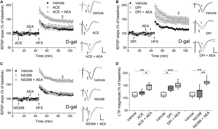 Pharmacological blockade of the ROS-producing enzymes affected AEA-modulated LTP in hippocampus of D-gal-treated rats. (A) Time course of LTP with a 35 min infusion of the NADPH oxidase inhibitor acetovanillone (ACE, 100 μM, i.c.v), or a 20 min ACE infusion followed by a 15 min AEA introhippocampal application (1 μM), or only vehicle treatment prior to HFS in D-gal-treated rats. Right, representative fEPSP traces before (1) and 40 min (2) after HFS. (B,C) Similar to (A), except that a non-selective NOS inhibitor diphenyleneiodonium (DPI, 200 μM, in B) and a selective COX-2 inhibitor NS398 (250 μM, in C) were used for the study, respectively. The vehicle was normal saline solution containing 1% DMSO. It was used in both i.c.v infusions and intrahippocampus microinjections. The fEPSP data in vehicle groups in (A–C) were from the same five rats. (D) Quantification of fEPSP slope change indicated the ROS-producing enzymes conveyed different effects on AEA-modulated LTP. All n = 5. *P < 0.05, **P < 0.01, ***P < 0.001 as determined by one-way ANOVA followed by Bonferroni’s t-test. Calibration: 5 ms, 0.5 mV.