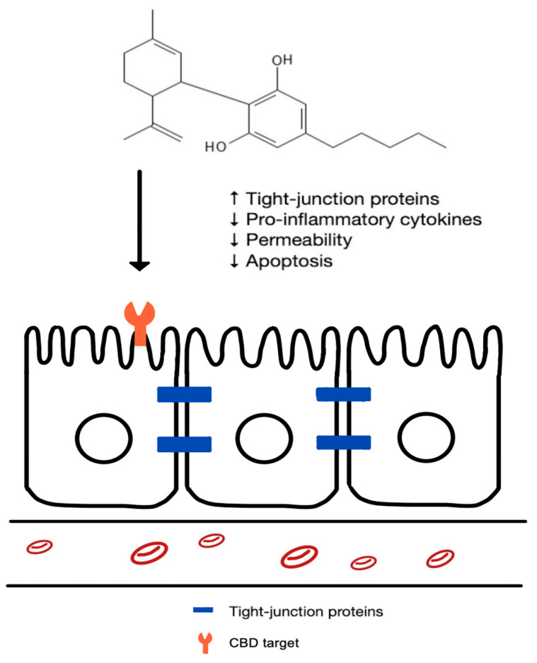 The effects of CBD on intestinal epithelial cells.