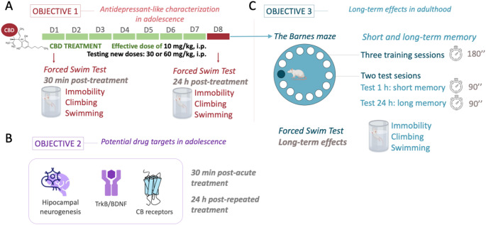 Experimental design. (A) Objective (1) Characterization of the antidepressant-like response of cannabidiol (CBD) as measured under the stress of the forced-swim test (FST) in adolescent rats of both sexes. Doses tested: 10, 30, and 60 mg/kg, ip; acute effects as measured 30 min post-acute dose; repeated effects as measured 24 h after 7 doses (1 dose/day). (B) Objective (2) Potential drug targets: neurochemical markers evaluated in the hippocampus of adolescent rats of both sexes following CBD treatment. Doses tested: 10, 30, and 60 mg/kg, ip; 30 min post-acute treatment and 24 h post-repeated treatment. Cell proliferation (i.e., Ki-67), cannabinoid (CB) receptors, and BDNF (brain-derived neurotrophic factor) as a neuroplasticity marker. (C) Objective (3) Long-term effects in adulthood. Short- and long-term memory in the Barnes maze and behavioral despair in the FST