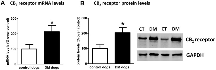 Gene expression and protein levels of CB2 receptor in DM-affected dogs. Gene expression of the CB2 receptor (CNR2) measured by qPCR (A), as well as western blot analysis for this receptor (B) in spinal cord samples of DM-affected and age-matched control dogs. Values correspond to % over control animals and are expressed as means±s.e.m. for 7 animals per group. Data were analysed using the unpaired Student's t-test (*P<0.05 compared with control animals).