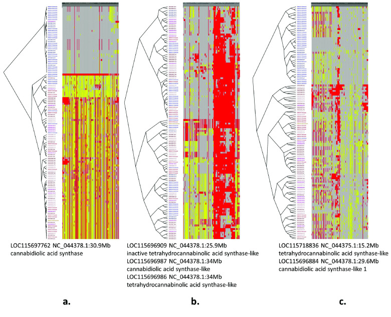 Cannabinoid synthase loci with (a) best 1-locus, (b) worst, (c) best 3-loci combination partitioning to match the sample hemp/drug annotation. Blue/red tree nodes indicate hemp/drug samples. Only samples with hemp/drug information were used. Haplotype clustering was done using different combinations of genomic regions coding for cannabinoid synthases using the omics API and the Jupyter notebook. VI was calculated to measure the match between genotype clusters and sample cultivar type. The heatmap and cluster tree for the best (lowest VI) and worst (highest VI) for 1-, 2-, and 3-loci combinations are shown. The heatmap colors indicate reference alleles (gray), alternate (red), heterozygous (yellow), and missing (white).
